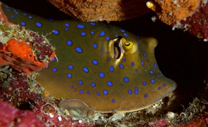 North Sulawesi-2018-DSC03896_rc- Bluespotted ribbontail ray - Raie pastenague a taches bleues - Taeniura lymma